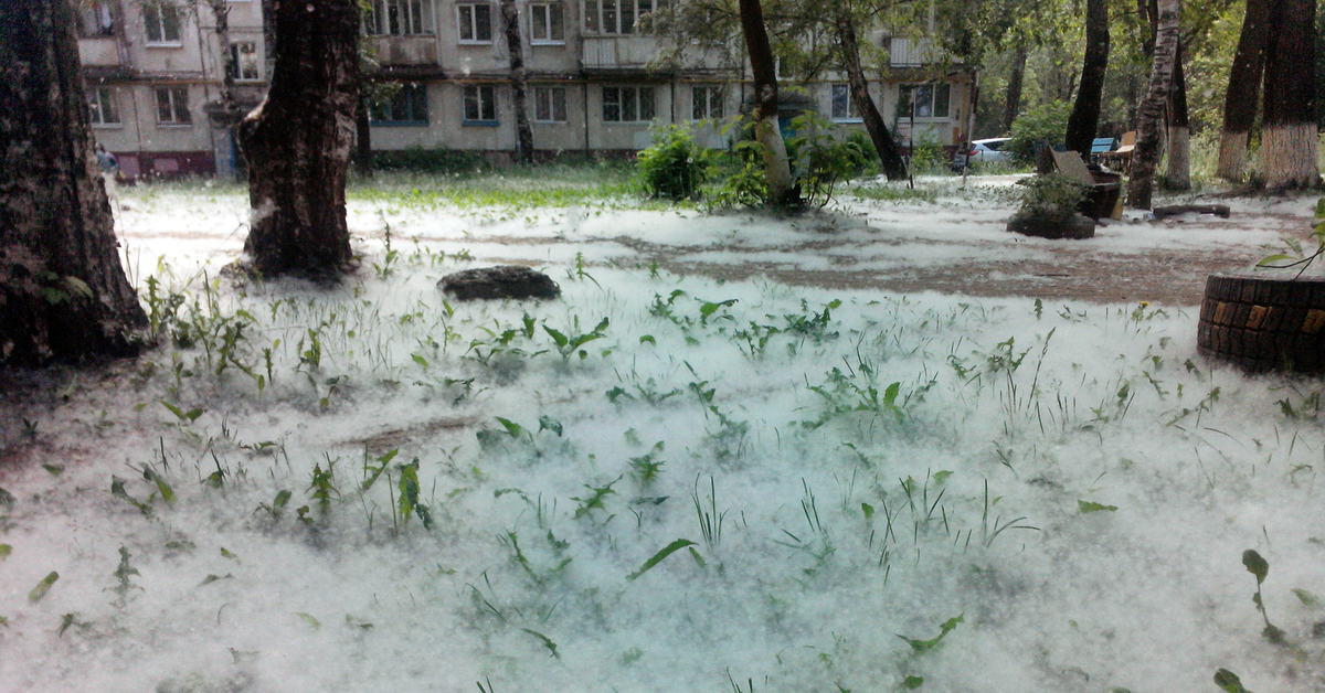 Фото тополиный пух в городе