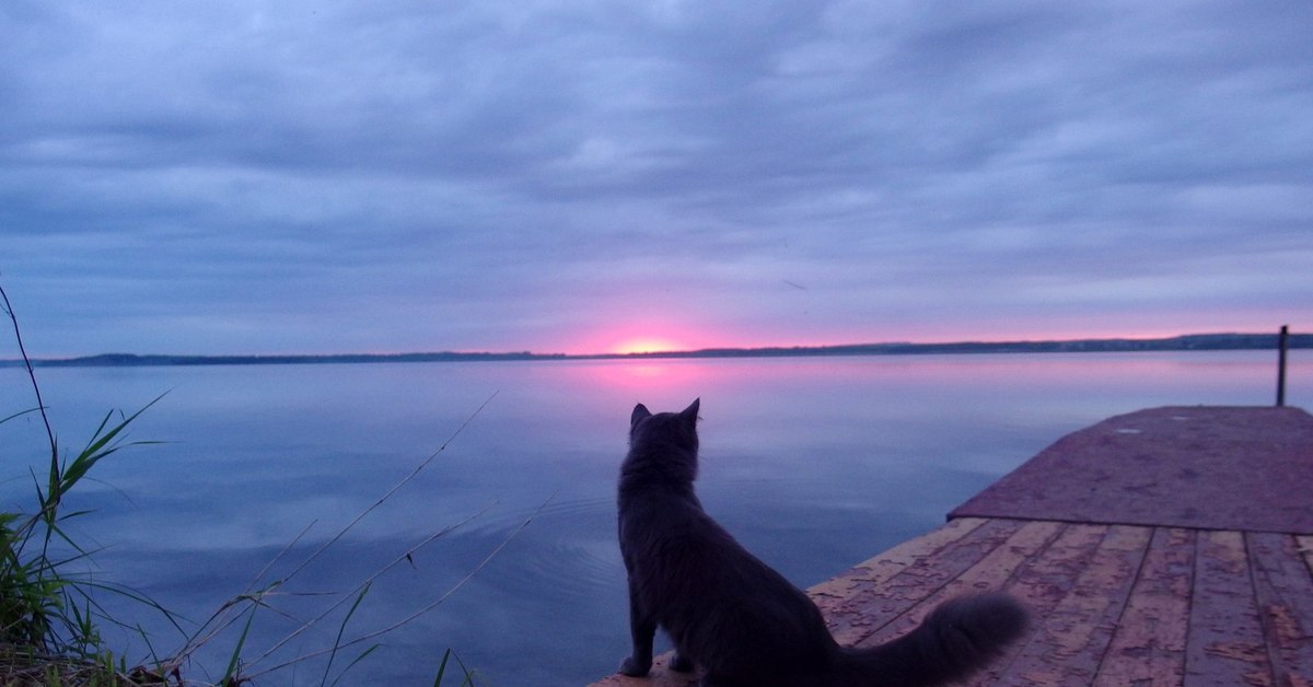 Кошки в озерах. Кошка у озера. Коты на озере. Рассвет и кот. Кот на закате.