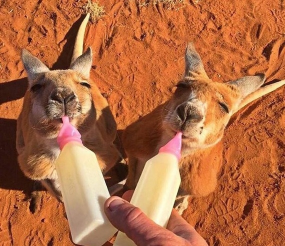 Маленькие кенгурята