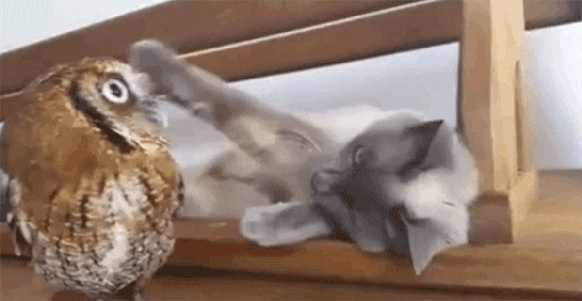 Открытку марта, котик и птичка гифка