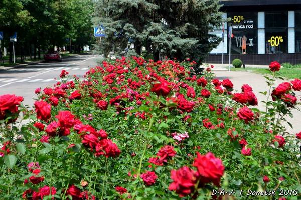 Донецк город миллиона роз фото