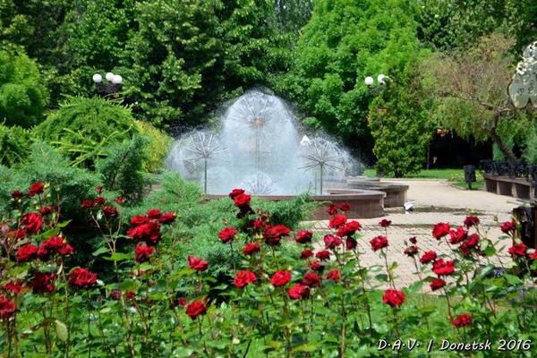 Донецк город миллиона роз фото