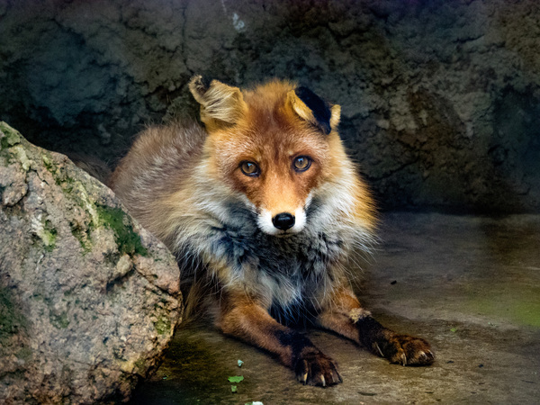 ������� �������� ��������