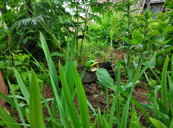 Ква-ква-ква!