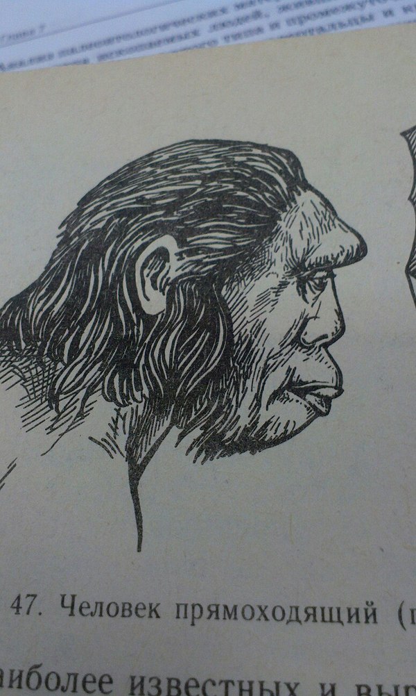  ,       , , Pepe, Homo erectus, 