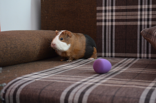 Алматы нужна Помощь! Ищу раба для морской свинки...)))