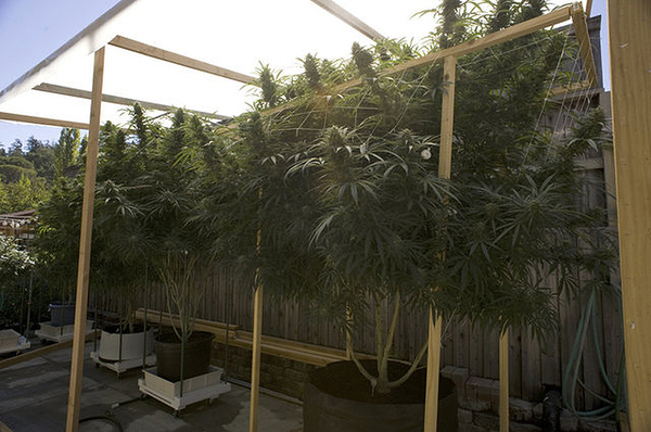 Производство сигарет с марихуаной. | Пикабу