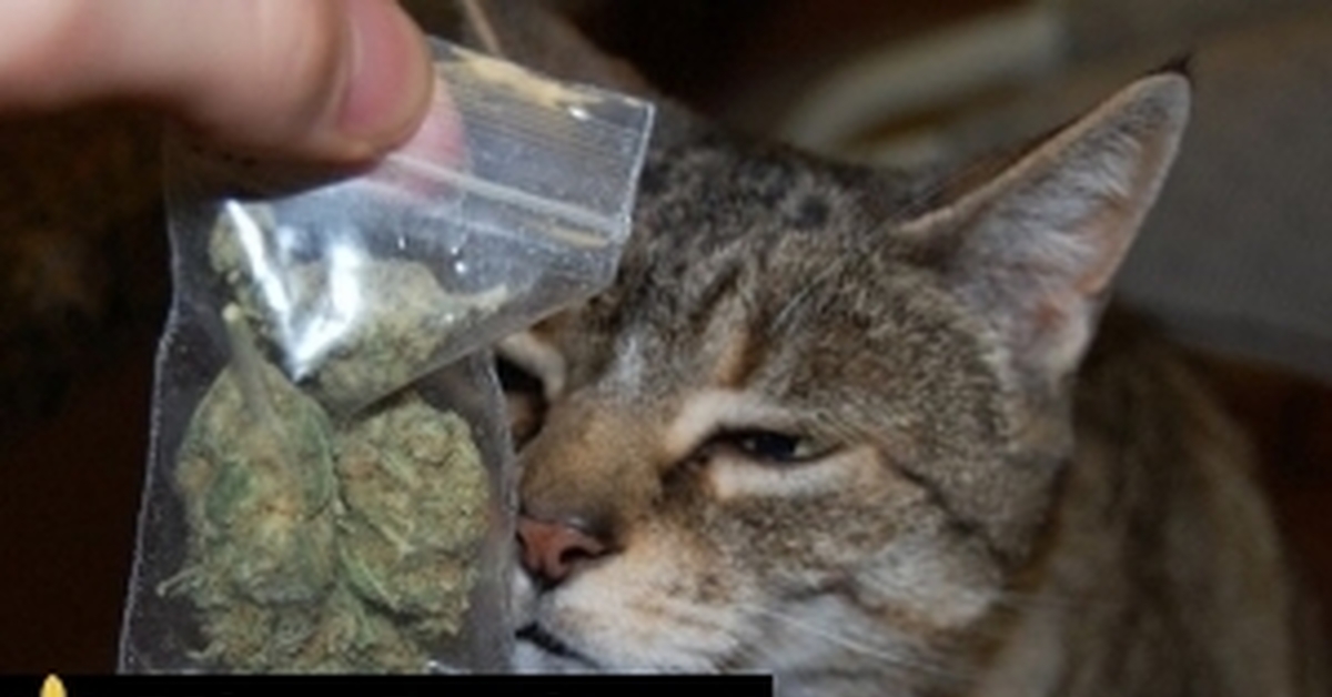Кот курит марихуану как сменить язык в тор браузере вход на гидру