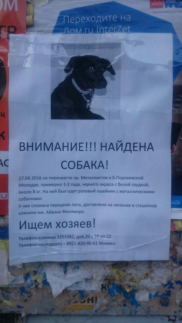 Питер! Найден собакен