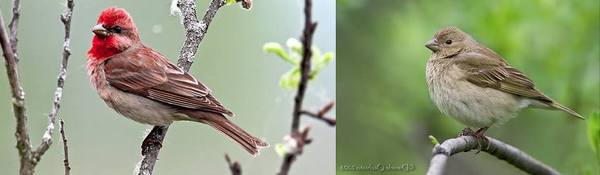 Гнездо в жимолости на даче Чечевица, Гнездо, Птицы, Длиннопост