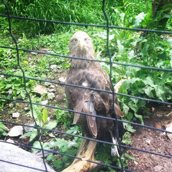 Whatoo?! - My, Golden eagle, Khabarovsk, Birds, Predator, Zoo, Nature, Russia