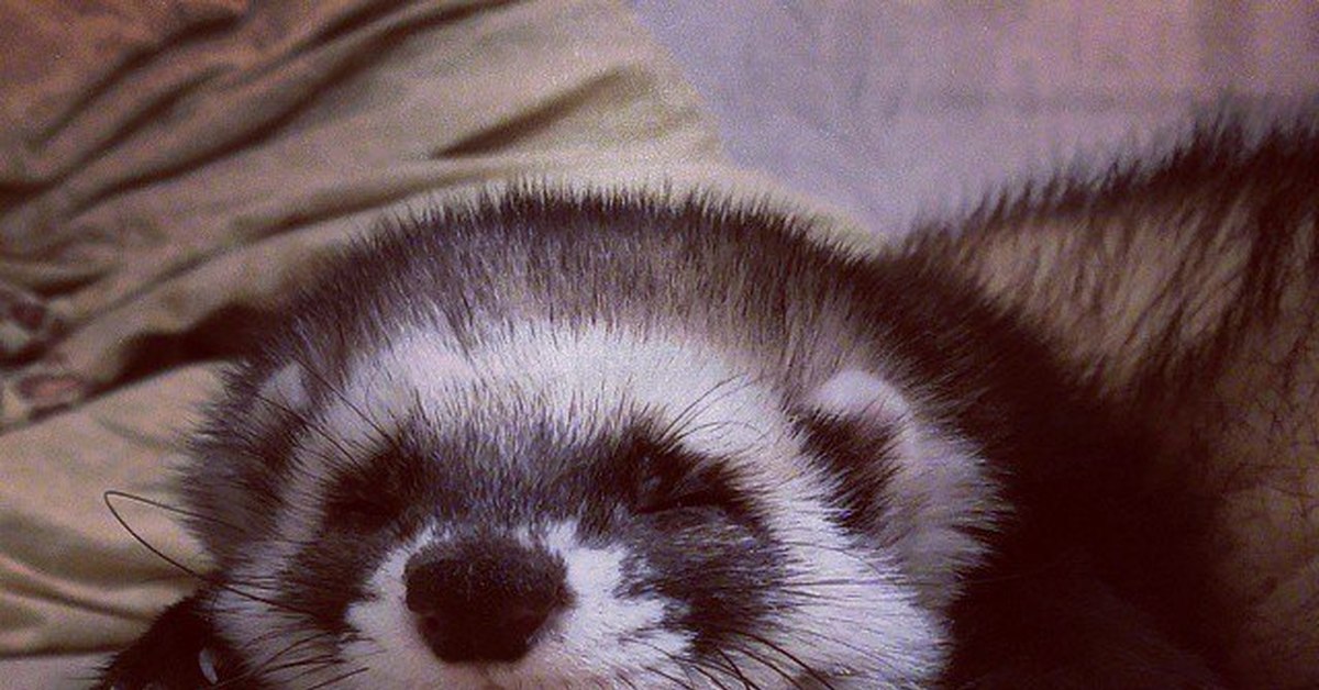 хорек в добрые руки. хорек в добрые руки. хорек в добрые руки. хорек в добрые руки. хорек за 1 рубль.