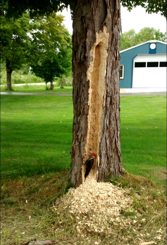 ���� ��������