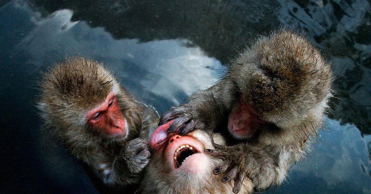 Дали горячую. Три обезьяны. Смешные фотографии. Смешные картинки. Обезьяна дали горячую воду.
