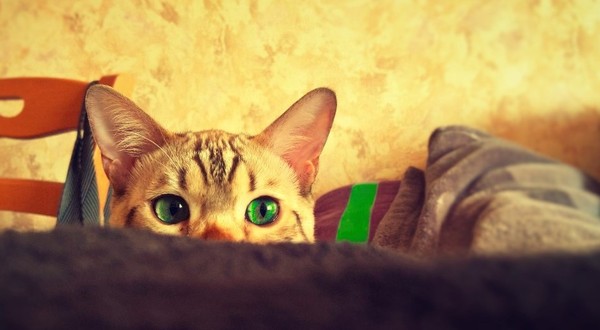 Зеленые глаза