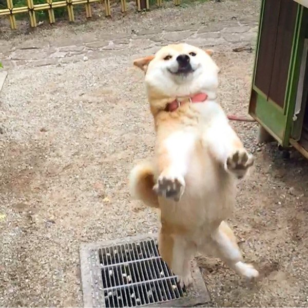 Such wait, so stop, human