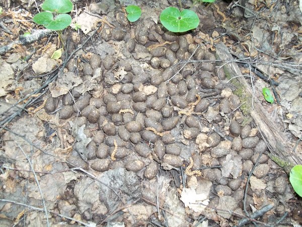 ������ ��� ��������, ���/��� ���?