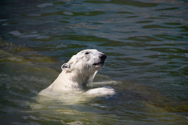 Ростовский зоопарк Зоопарк, Животные, Ростовский зоопарк, Ростов-на-Дону, Canon 60D, Длиннопост