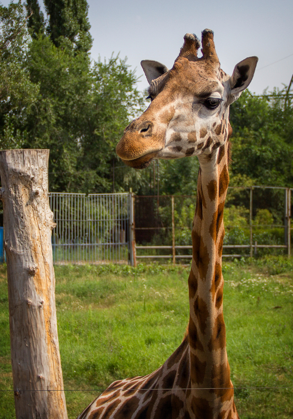 Ростовский зоопарк Зоопарк, Животные, Ростовский зоопарк, Ростов-на-Дону, Canon 60D, Длиннопост