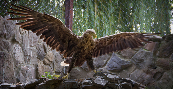 Ростовский зоопарк Зоопарк, Животные, Ростовский зоопарк, Ростов-на-Дону, Canon 60D, Длиннопост
