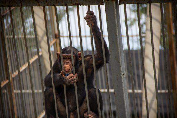 Ростовский зоопарк Зоопарк, Животные, Ростовский зоопарк, Ростов-на-Дону, Canon 60D, Длиннопост