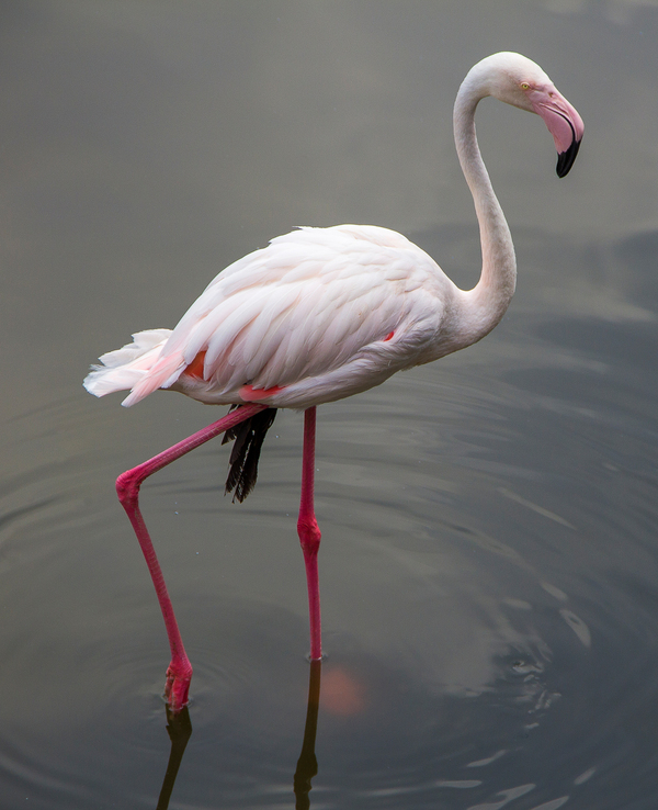 Ростовский зоопарк Зоопарк, Животные, Ростовский зоопарк, Ростов-на-Дону, Canon 60D, Длиннопост