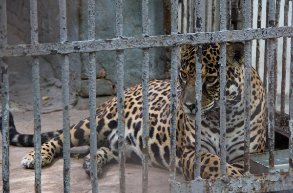 Ростовский зоопарк Зоопарк, Животные, Ростовский зоопарк, Ростов-на-Дону, Canon 60D, Длиннопост