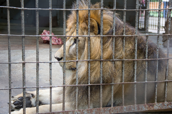 Ростовский зоопарк Зоопарк, Животные, Ростовский зоопарк, Ростов-на-Дону, Canon 60D, Длиннопост