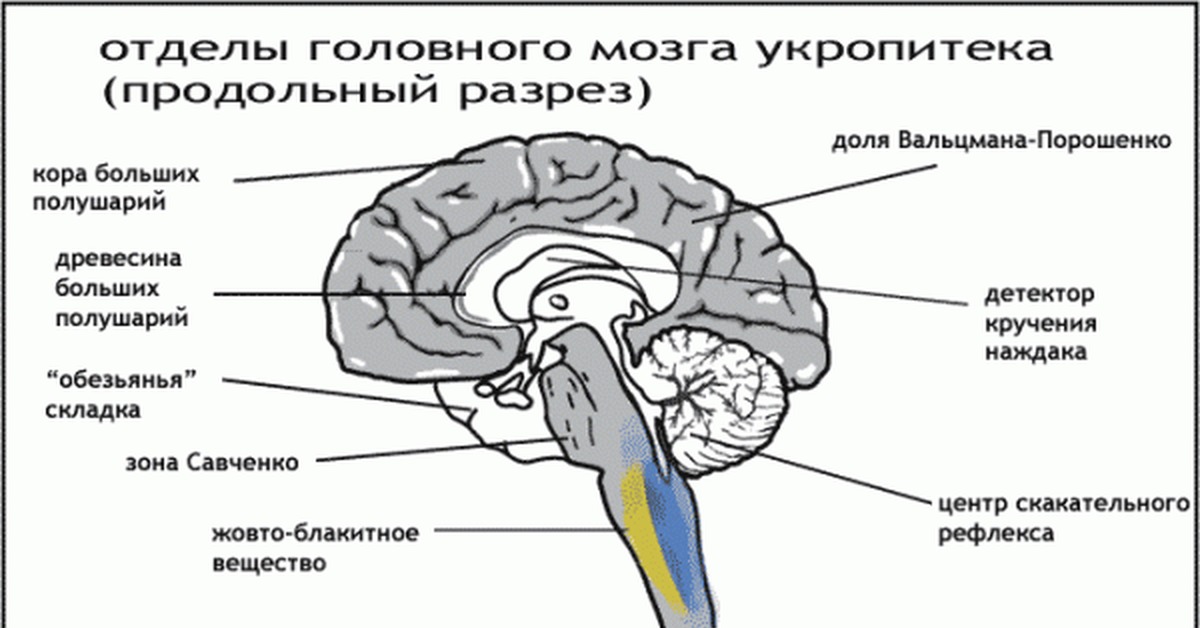 Основные отделы головного мозга рисунок
