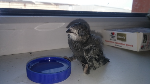 �������� �������� ������.