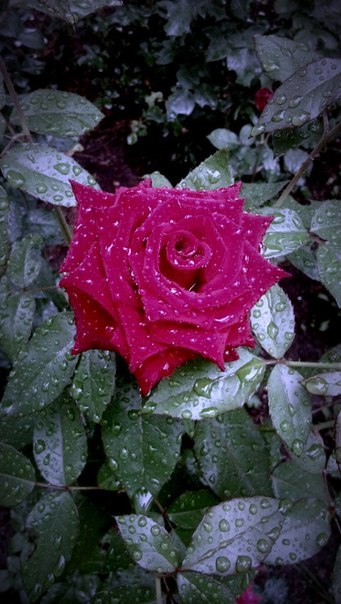 ������ �� ������