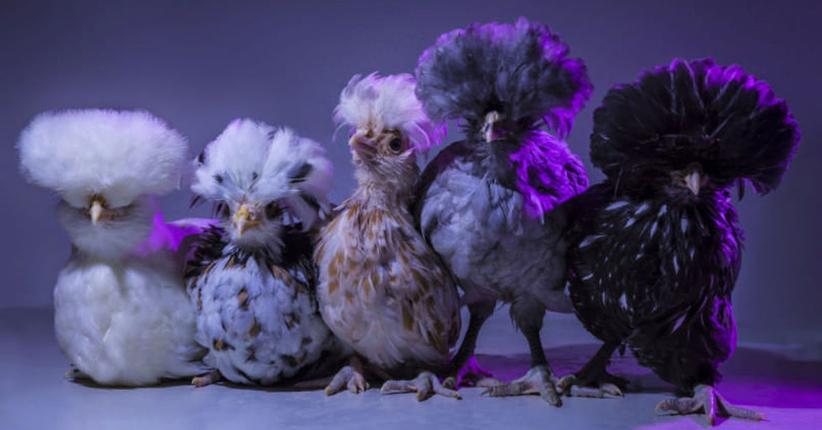 Розовая порода кур. Нарядные куры. Гламурная курица. Фиолетовые куры. Самые красивые куры.