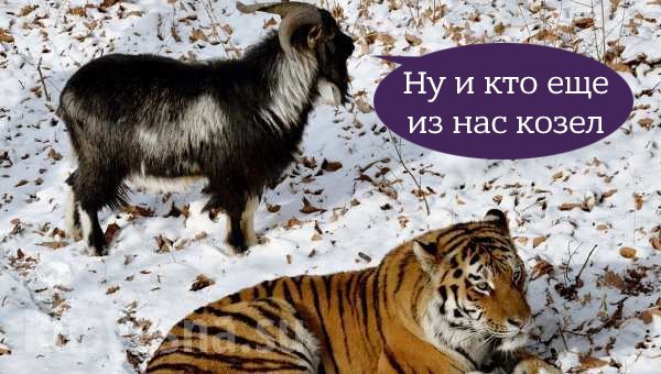 Амур и Тимур