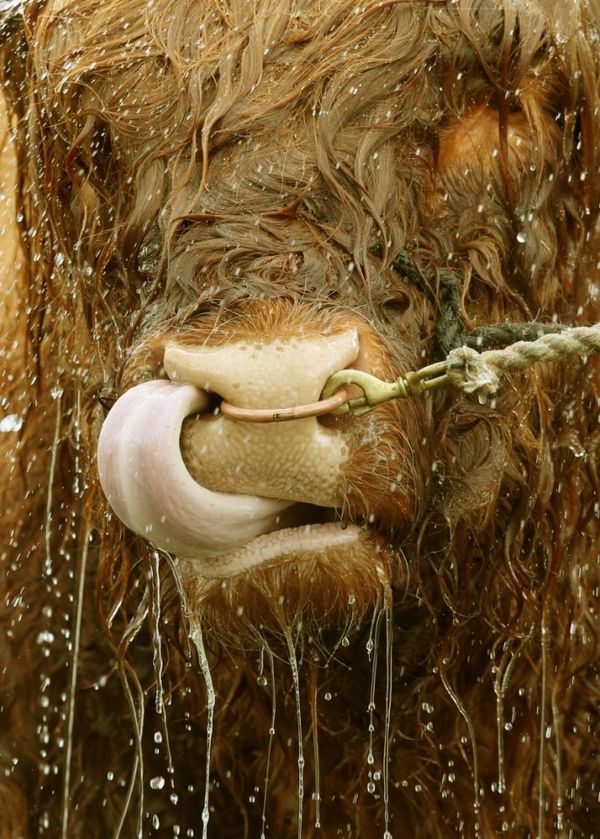 Брутальный бычок