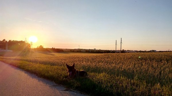 An evening walk - My, My, Dog, German Shepherd, Walk, Photo on sneaker, HDR, Sunset