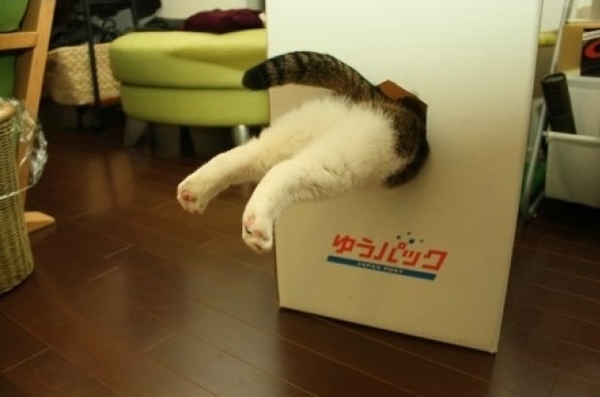 Почему кошки так любят коробки? Кот, Коробка, Картон, Прятки, Защита, Исследования, Длиннопост