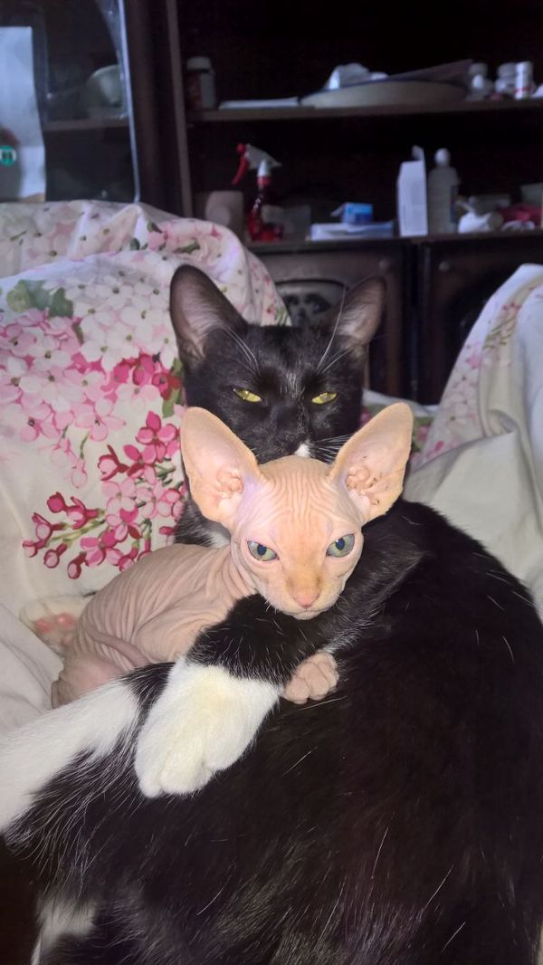 Пятничные КОТЭ