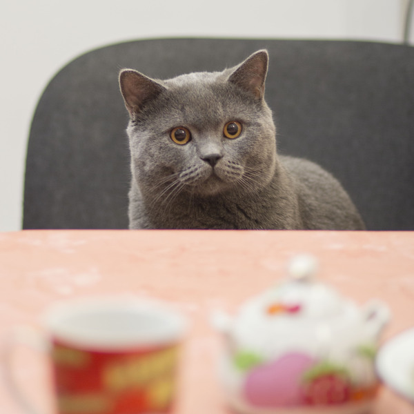 Come up with a title for the photo - My, cat, Handsome men, Table, Cats cats