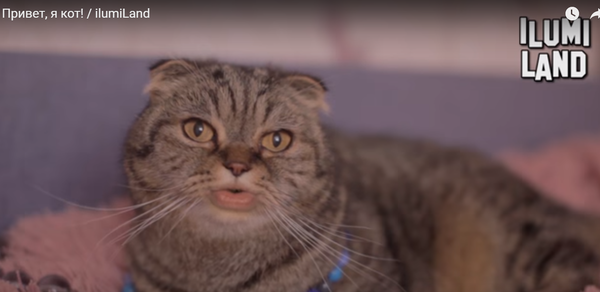 Настоящая правда о котах ) очередное творение - Привет, я кот! от ilumiLand