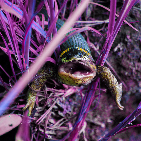 Лягушка нарядилась в костюм ужа | Пикабу