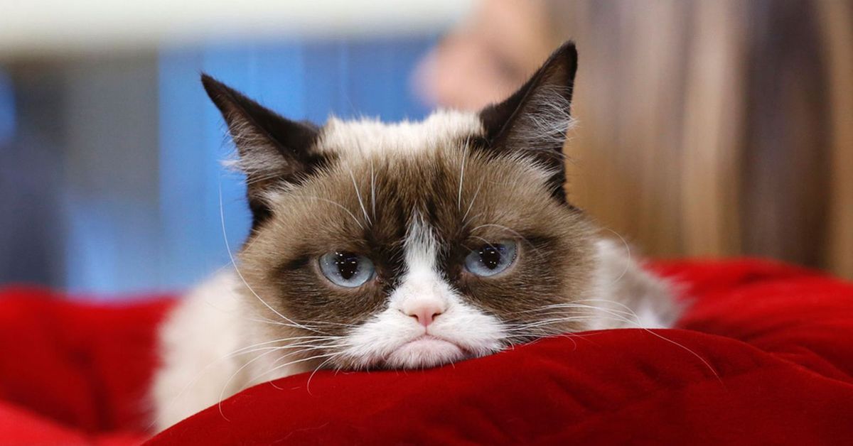 Сердитый кот коюки. Грампи кэт порода. Злой кот грампи кэт. Самый возмущенный. Сердитый кот grumpy cat.