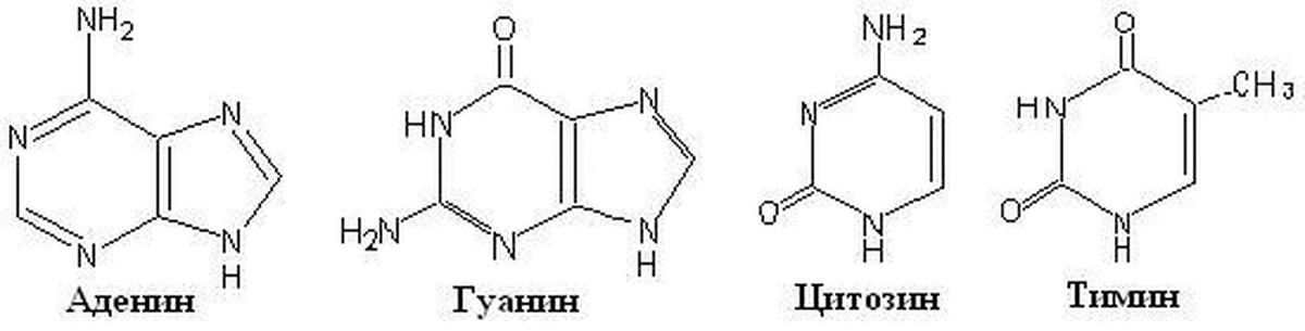 Молекула аденина гуанина. Формула нуклеотида ДНК. Нуклеотиды формулы. Нуклеотид структурная формула. Химические формулы нуклеотидов.