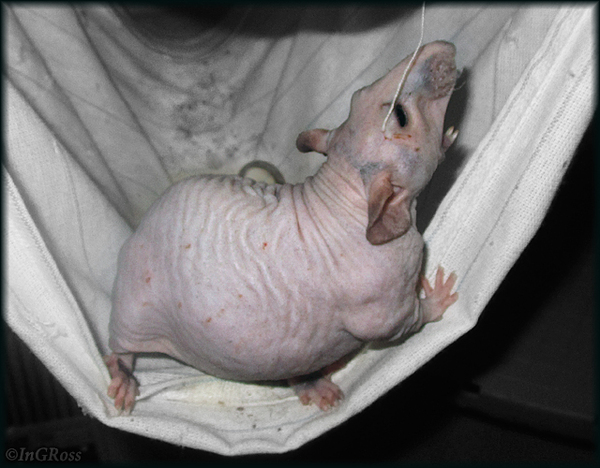 - Я злой и страшный, черный сфинкс. (Зюзюка)