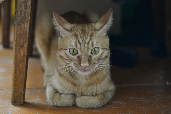 ����� ��������