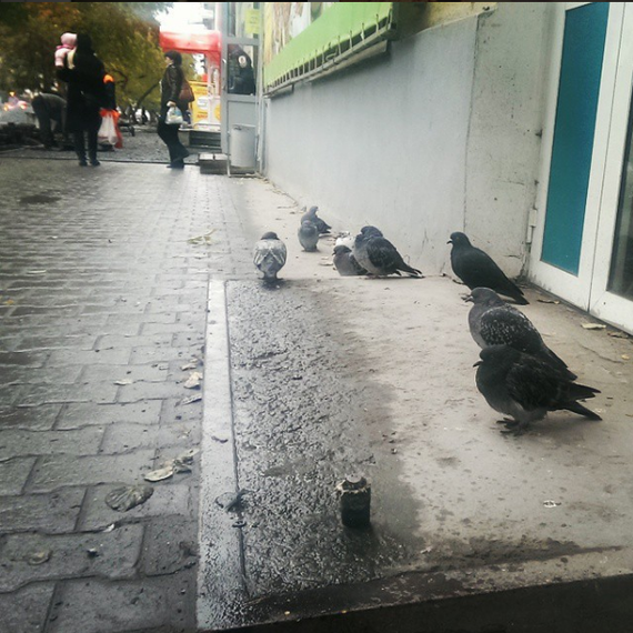 ������ �������