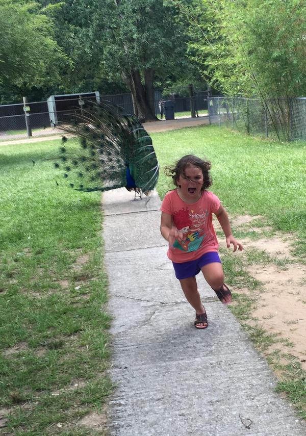       , -,  