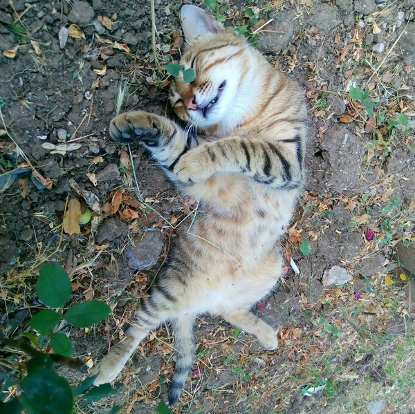 Кот:"Сфотографируй,будто танцую..."