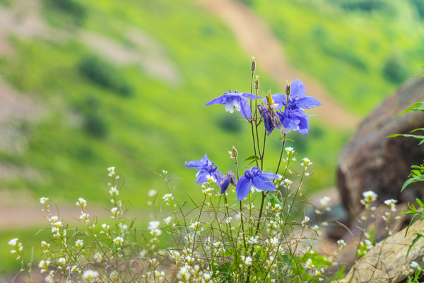 Кусочек лета