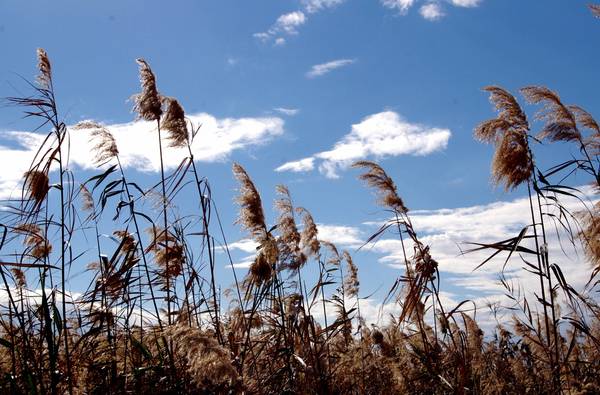 reeds - My, Reeds, Photo, Pentax, My