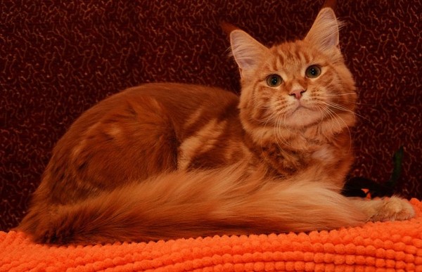 Краткий отчёт соседства с подрастающим слоном...